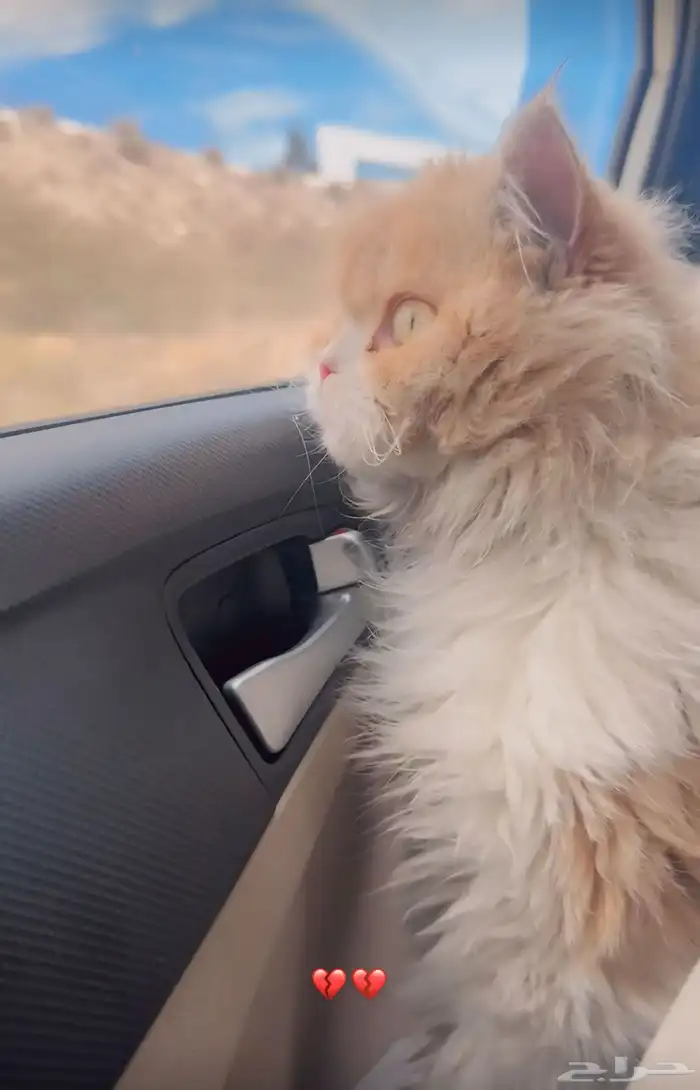 قط بيكي فيس 0