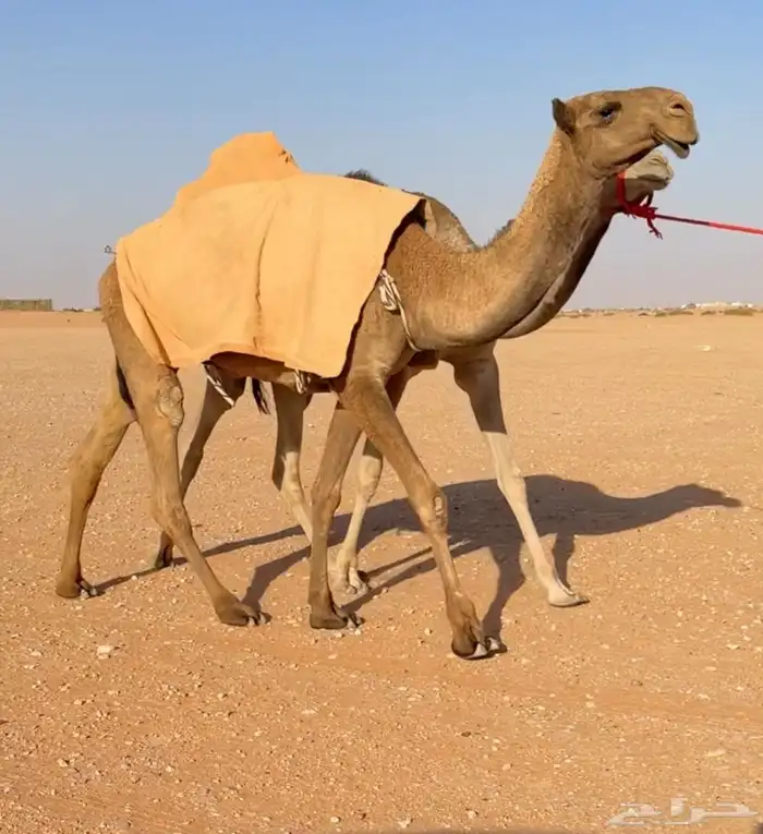 للبيع بكرة صفرا 2