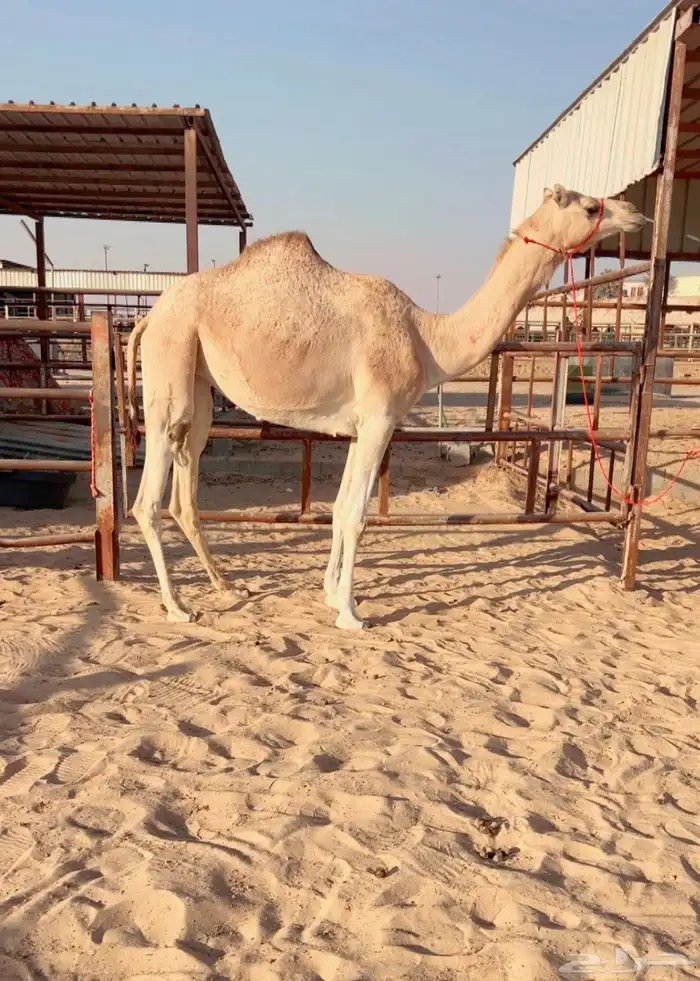 للبيع بكره جذعه شكل وسلاله ومن انتاج العطيه 0