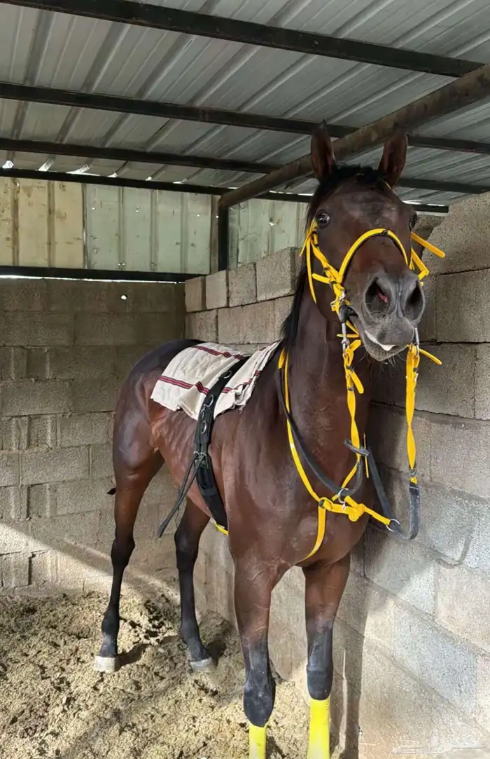 حصان شيخ للبيع 0