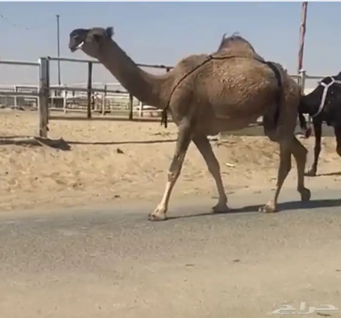 حمراء خفوت معزول ولدها امس بكر سديس 3