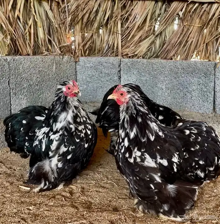 دجاج الكوشن القزم 0