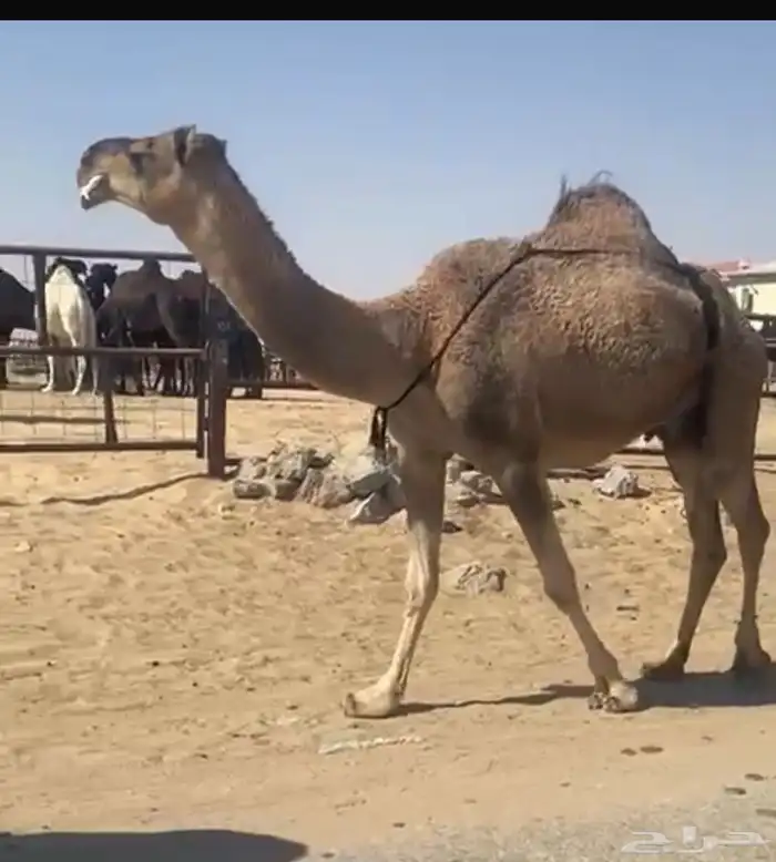 حمراء خفوت معزول ولدها امس بكر سديس 0