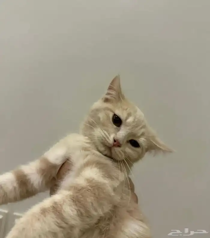 قطط شيرازي 1