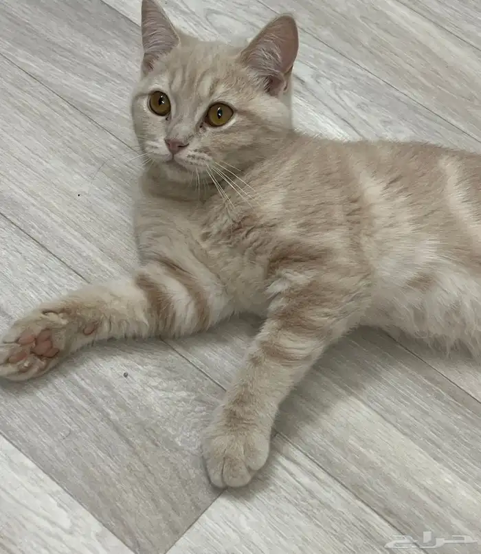 قطط شيرازي 0