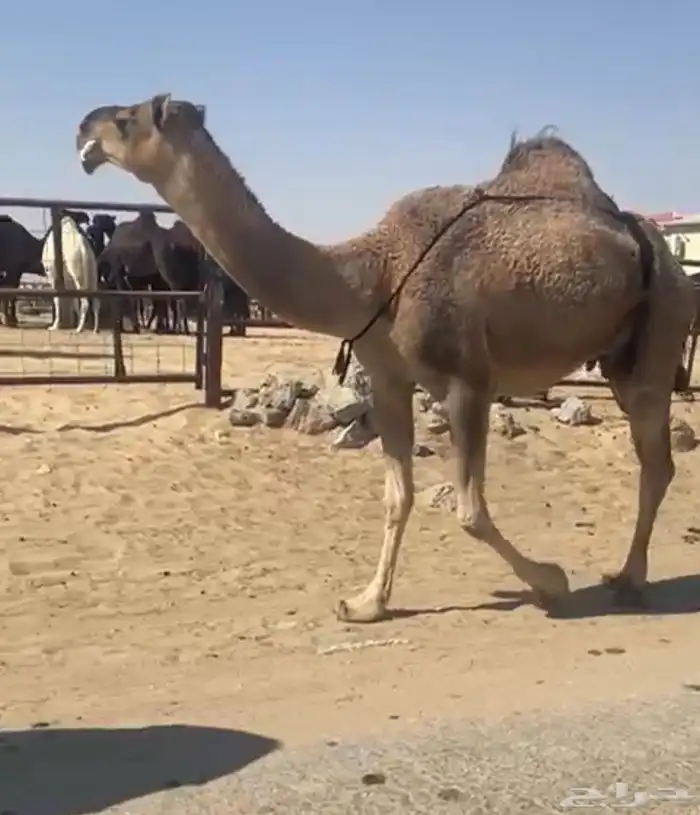 حمراء خفوت معزول ولدها امس بكر سديس 1