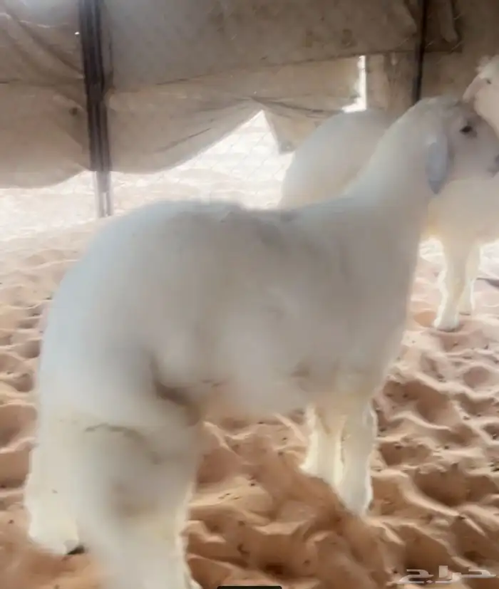 عدد 2 خرفان حري جبرات عقايق 0