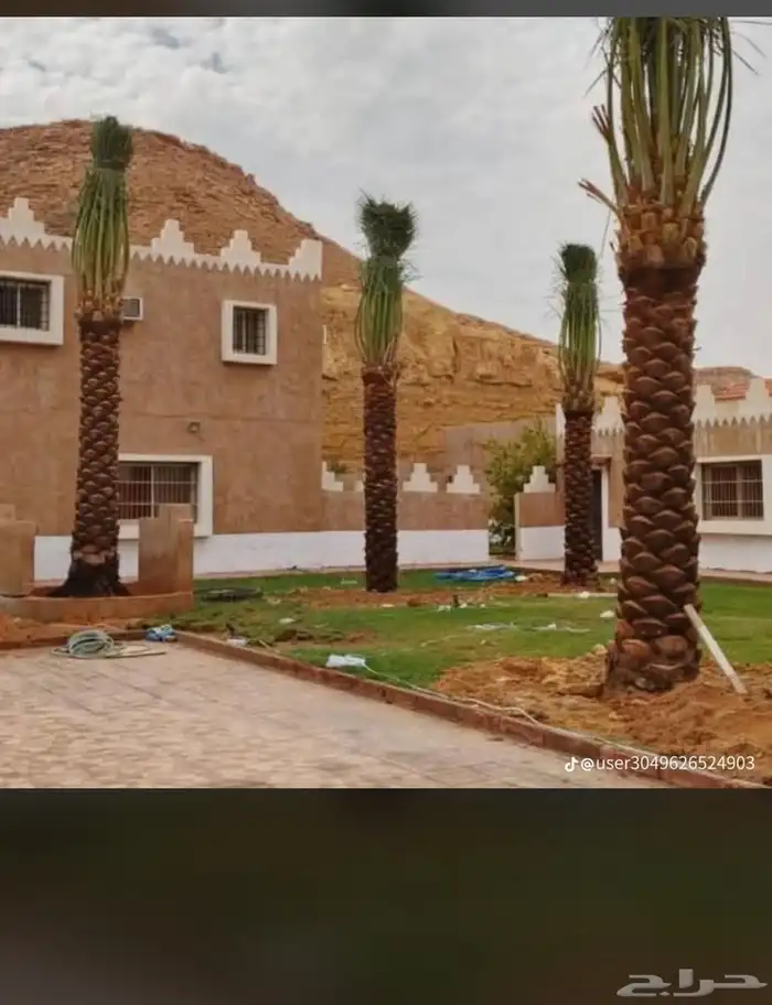 يوجدلدينانخل للبيع 11