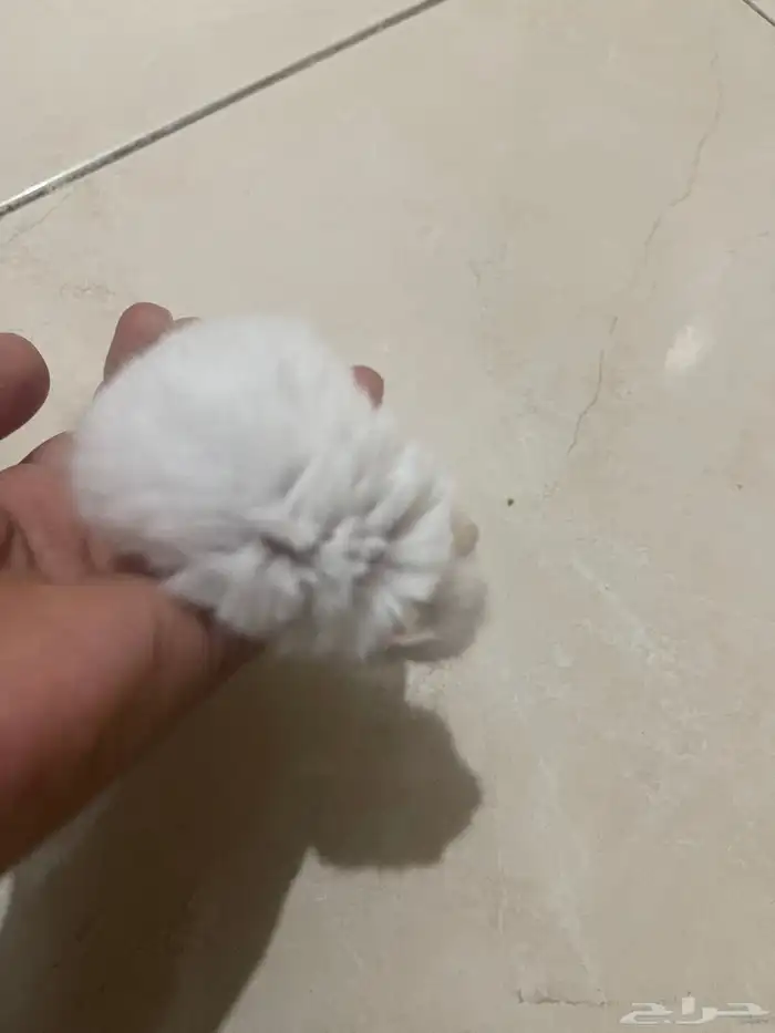 همستر ذكر صغير 2