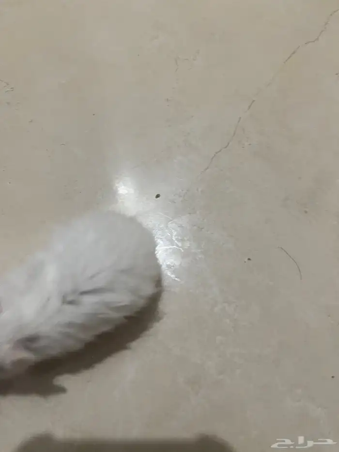 همستر ذكر صغير 1