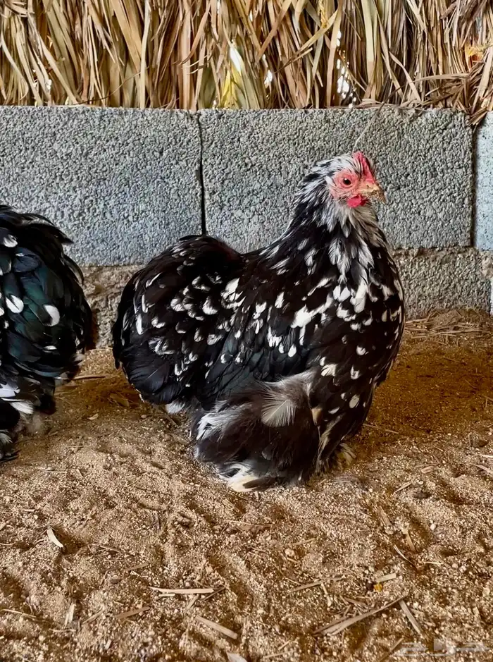 دجاج الكوشن القزم 2