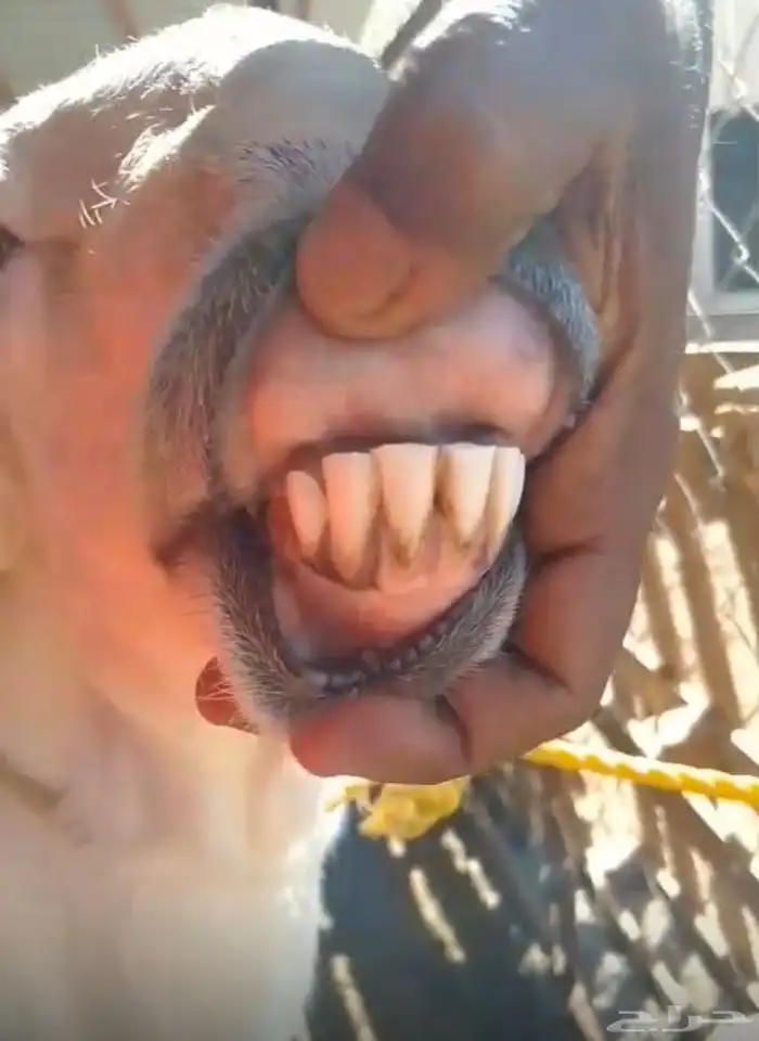 فحل حري( تم البيع) 3