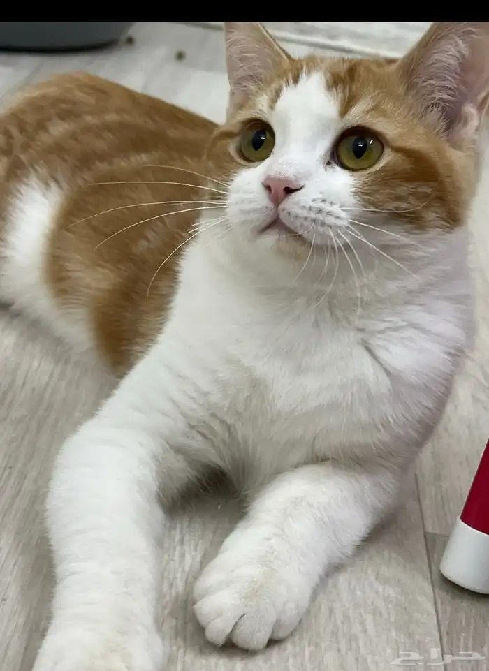 قطط شيرازي 2