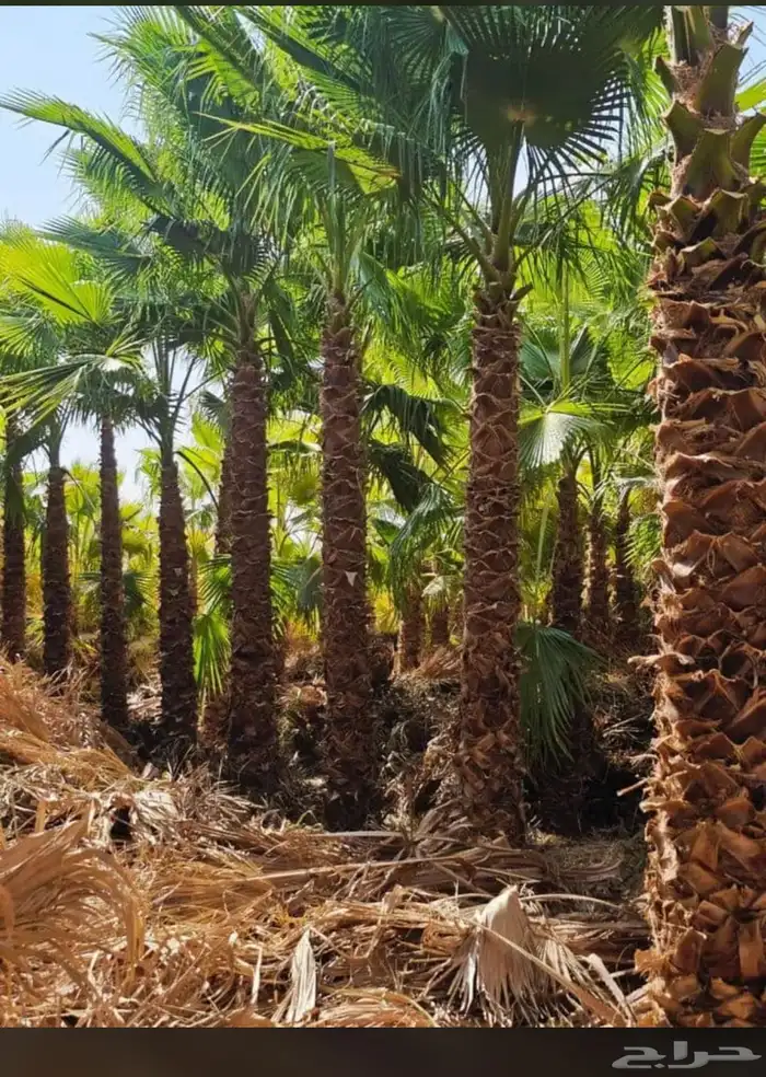 يوجدلدينانخل للبيع 4