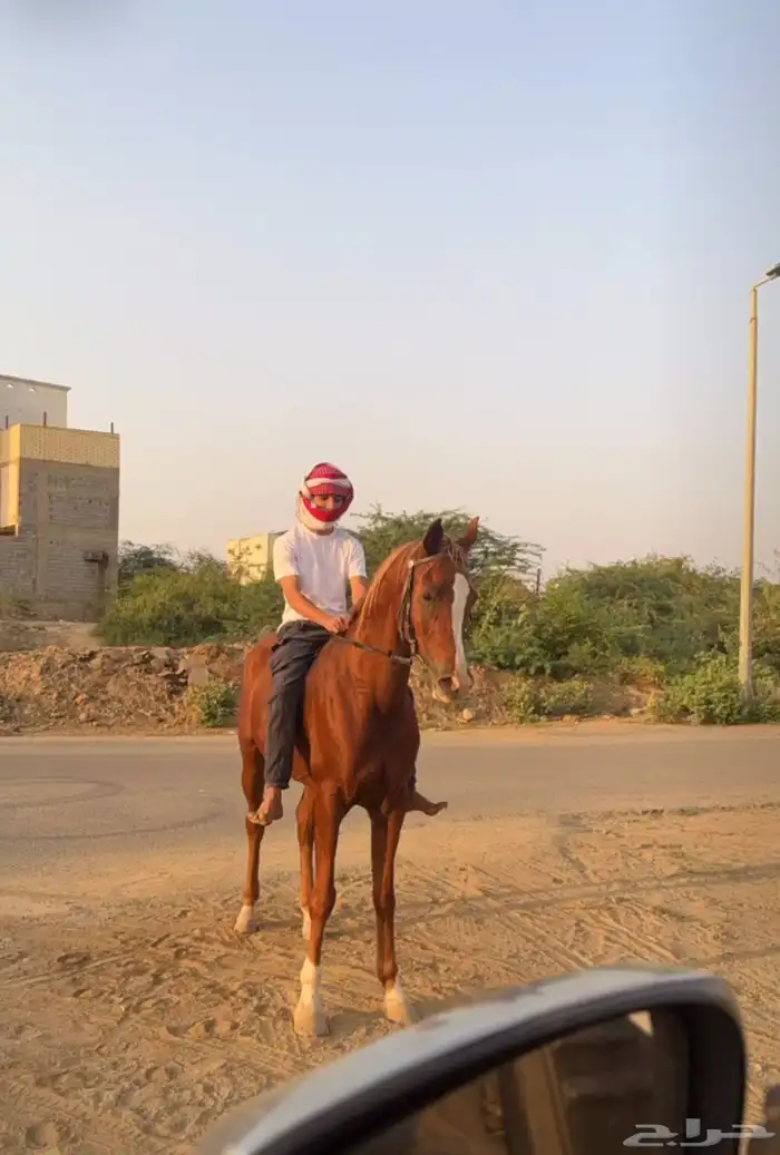 حصان شعبي كفوو 1