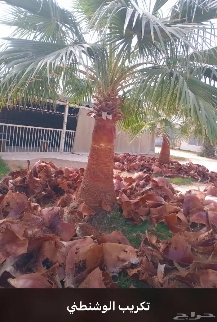 يوجدلدينانخل للبيع 0