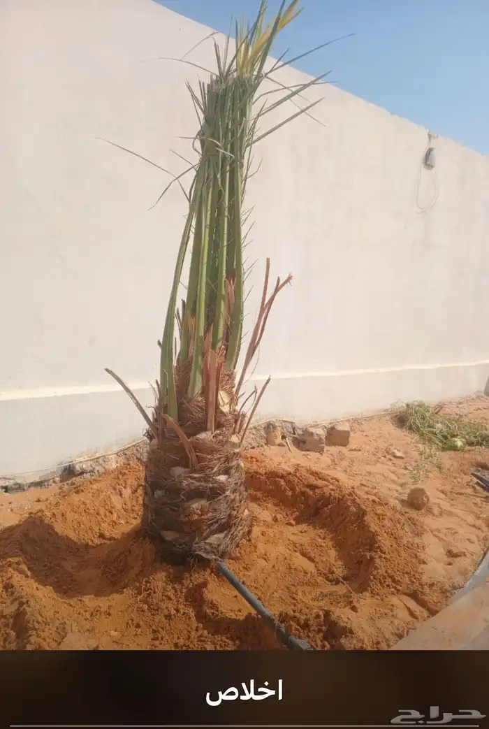 يوجدلدينانخل للبيع 2