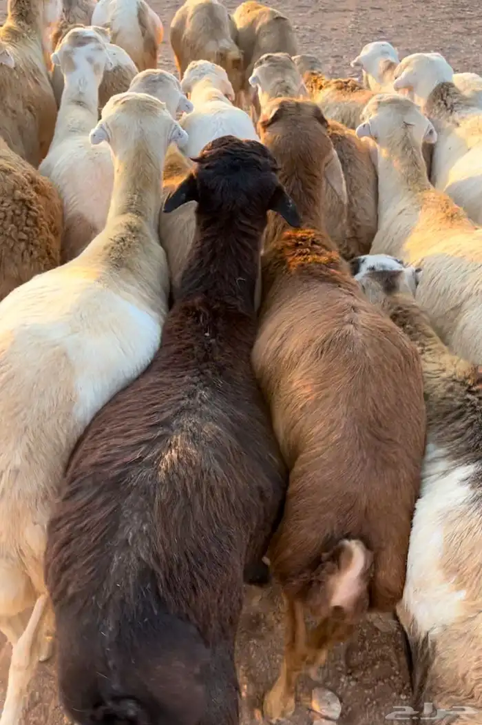 خرفان رفيدي 0