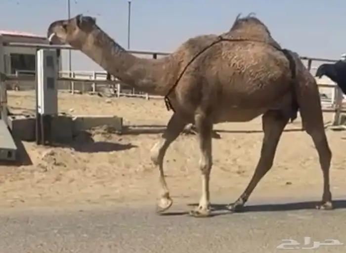 حمراء خفوت معزول ولدها امس بكر سديس 2