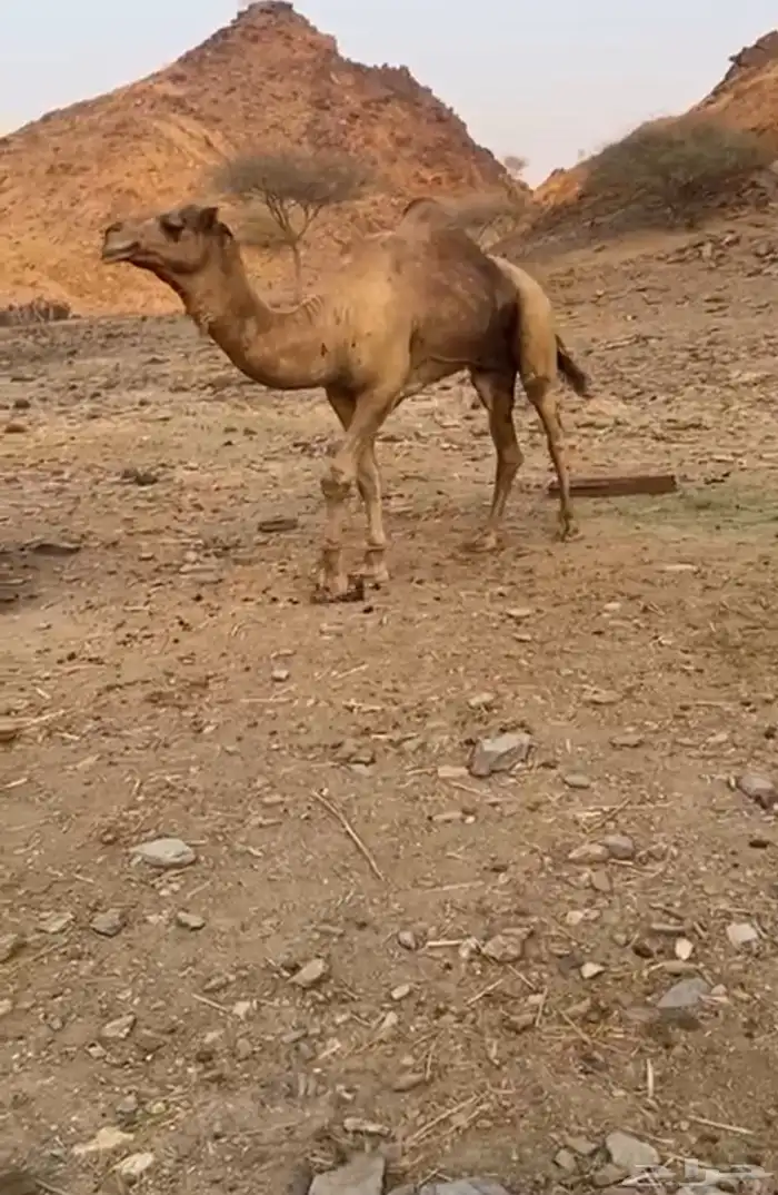 جمل للبيع 1