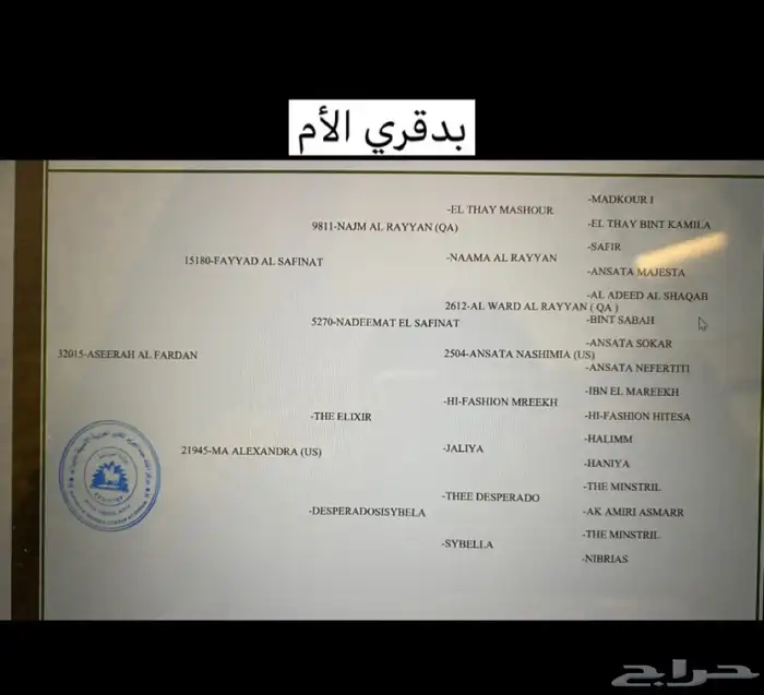 فرس واهو شيخة منتجة وحامل 10