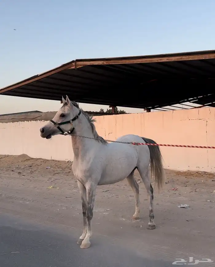 فرس واهو شيخة منتجة وحامل 3