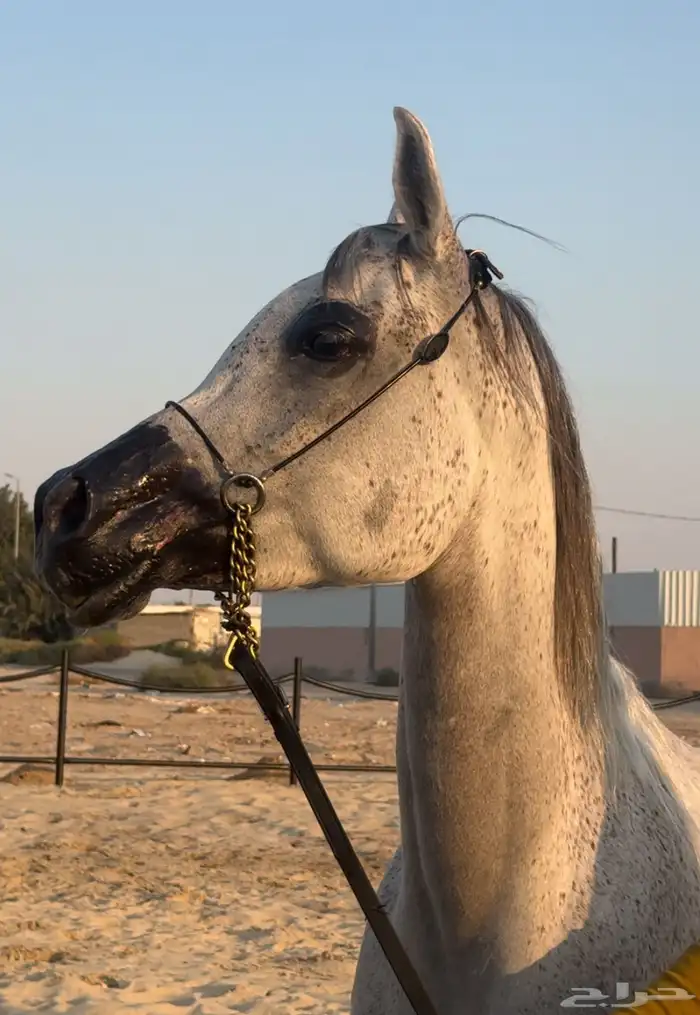 فرس واهو جمال للبيع 1