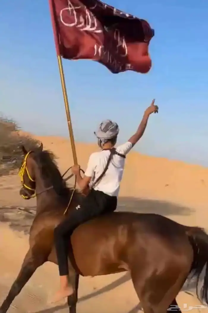 حصان شيخ للبيع 7