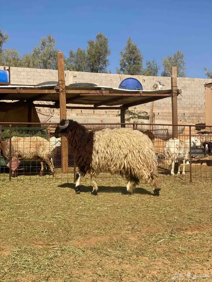 ذبايح نعيم 5