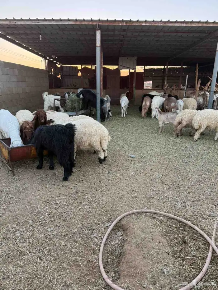 ذبايح بريه فاخره مع خدمه الذبح والتوصيل حسب الطلب 12