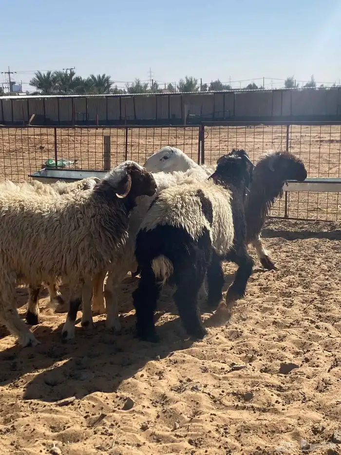 ذبايح نعيم 8