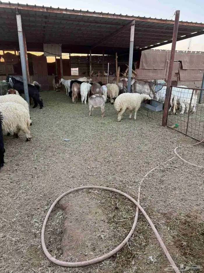 ذبايح بريه فاخره مع خدمه الذبح والتوصيل حسب الطلب 15