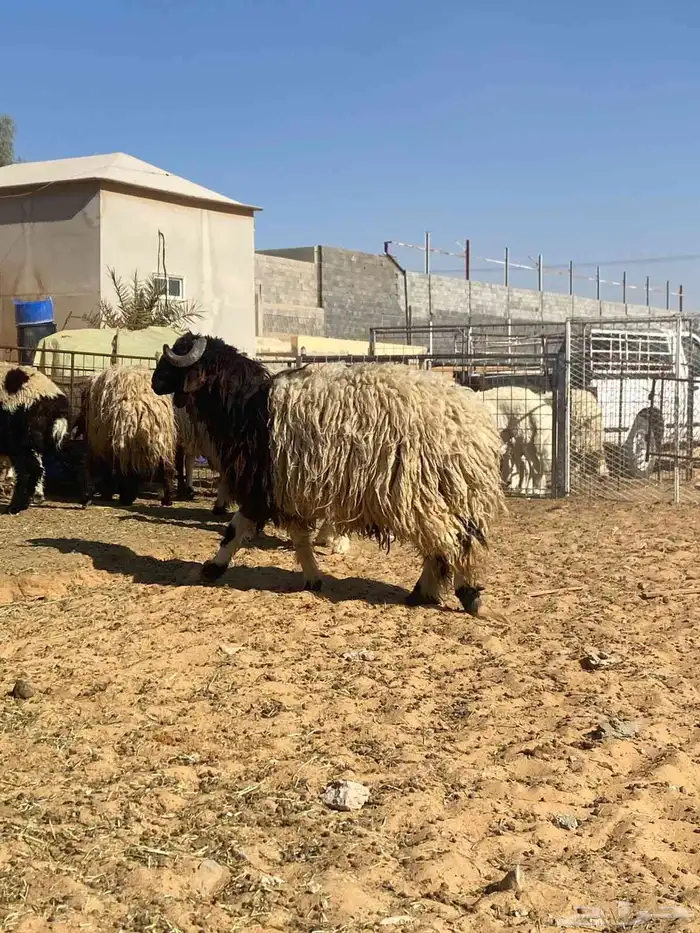 ذبايح نعيم 4