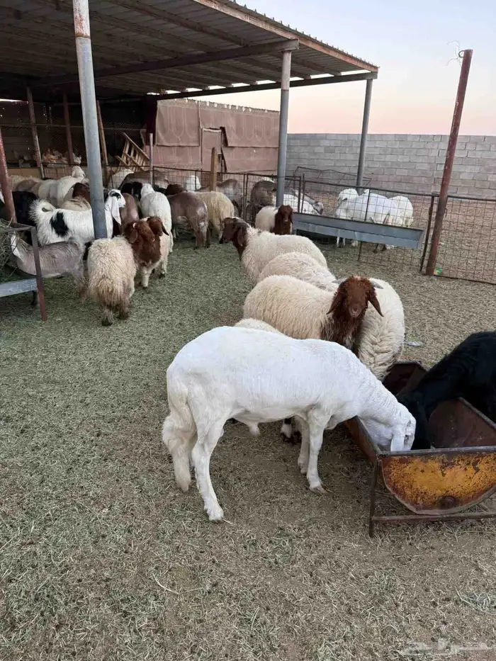 ذبايح بريه فاخره مع خدمه الذبح والتوصيل حسب الطلب 14