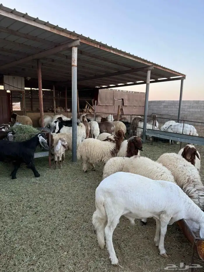 ذبايح بريه فاخره مع خدمه الذبح والتوصيل حسب الطلب 13