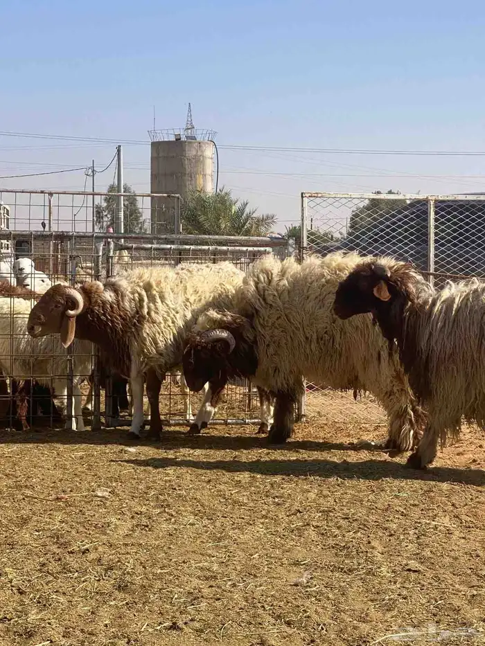 ذبايح نعيم 0