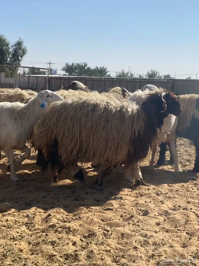 ذبايح نعيم 7