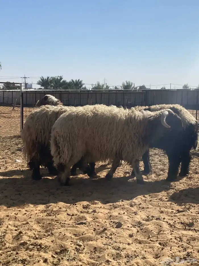 ذبايح نعيم 3