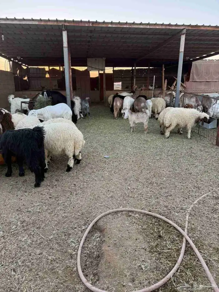 ذبايح بريه فاخره مع خدمه الذبح والتوصيل حسب الطلب 11