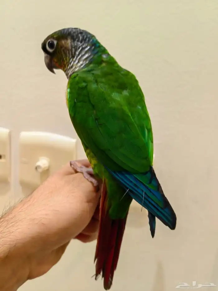 ببغاء كنيور 1