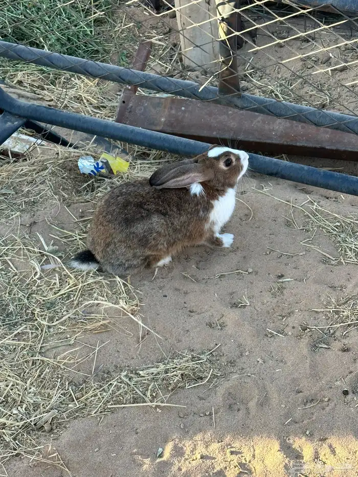 للبيع ثنتين أرنب بلدي مشروط الموقع نجران 2