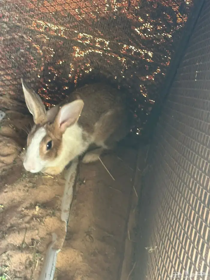 للبيع ثنتين أرنب بلدي مشروط الموقع نجران 1