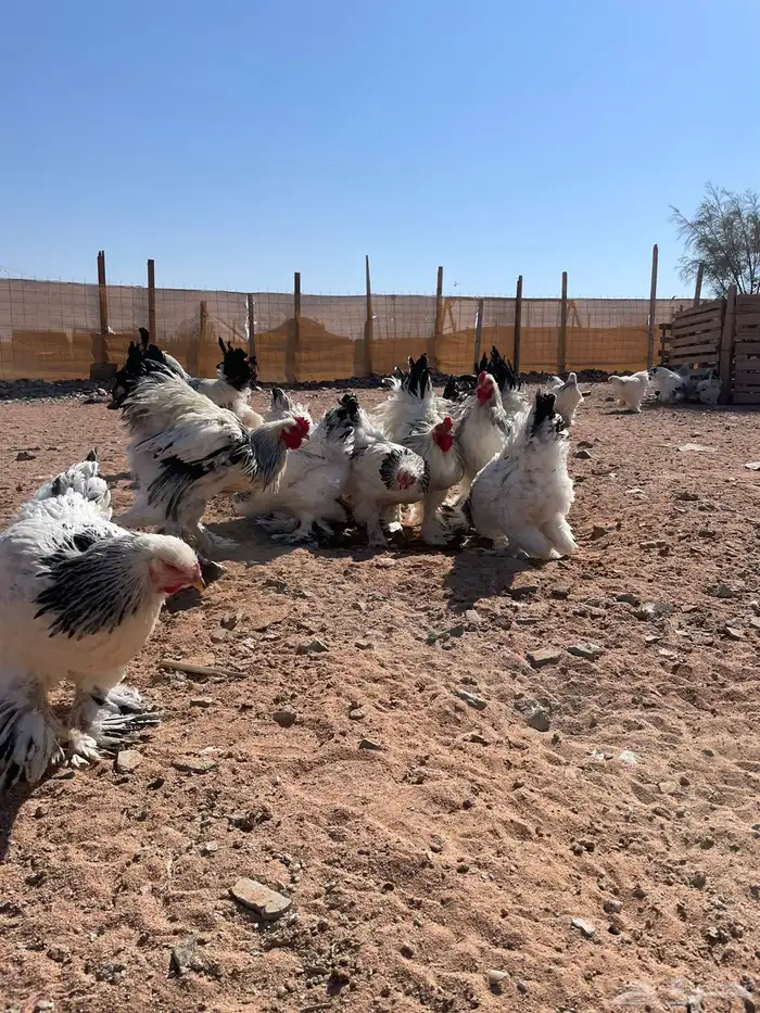 صوص براهما 10