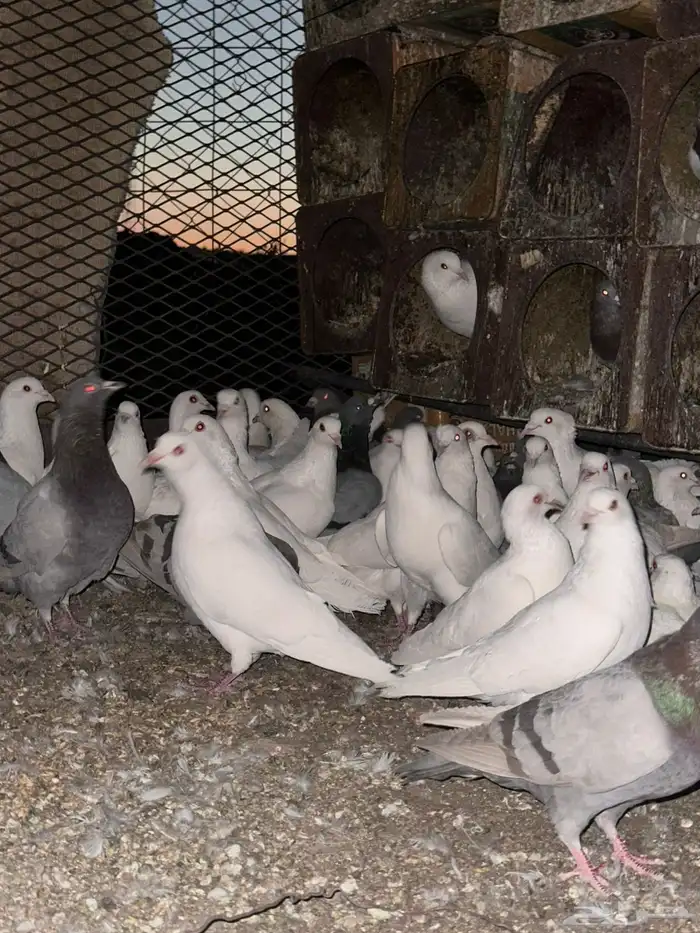 تم البيع الله يبارك لرعيه 13