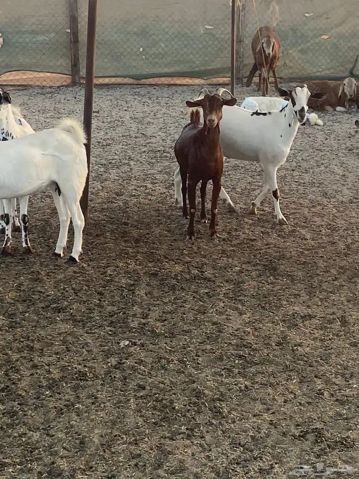 معزا وولد ودفيع مقربات 2