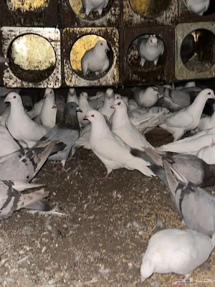 تم البيع الله يبارك لرعيه 12