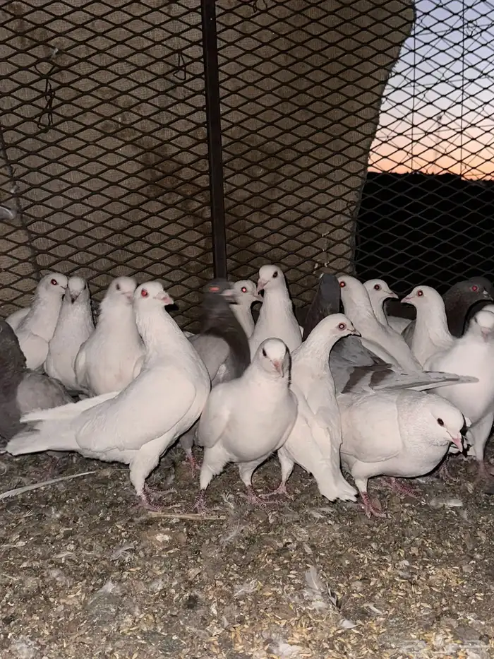 تم البيع الله يبارك لرعيه 8