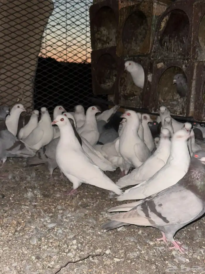 تم البيع الله يبارك لرعيه 11