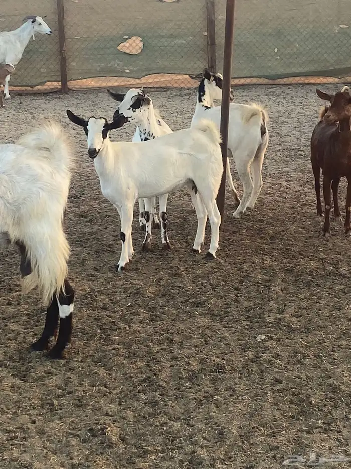 معزا وولد ودفيع مقربات 3