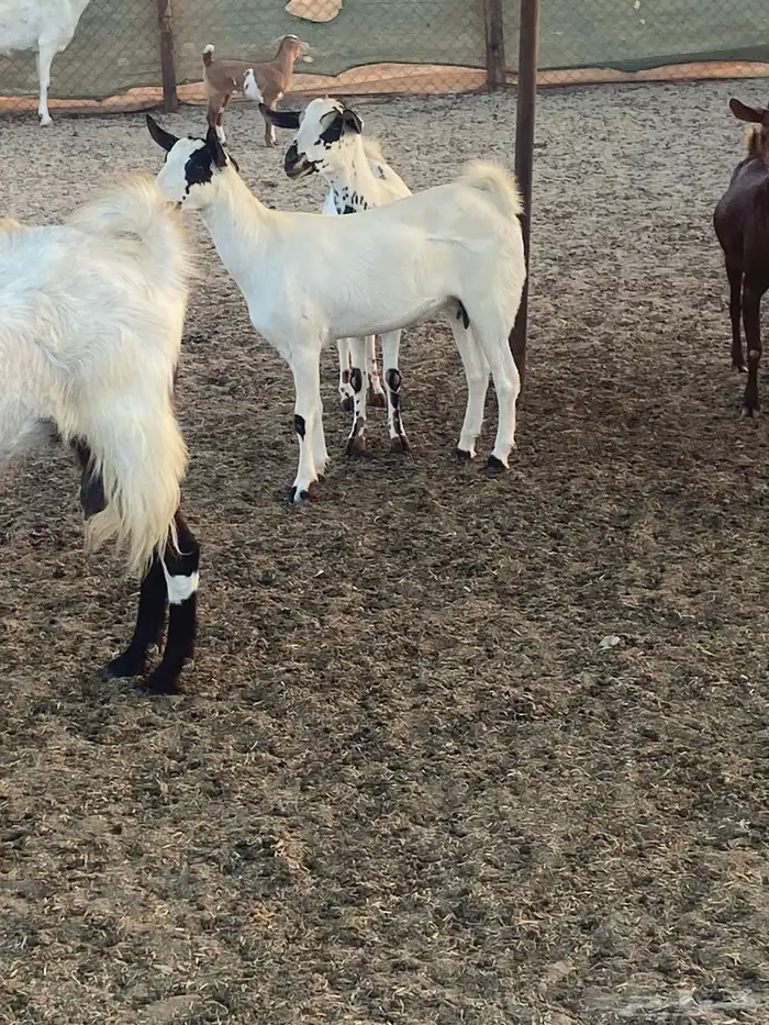 معزا وولد ودفيع مقربات 4